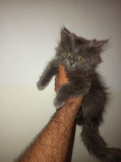 Persian Grey kitten  For sale