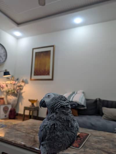 African Grey