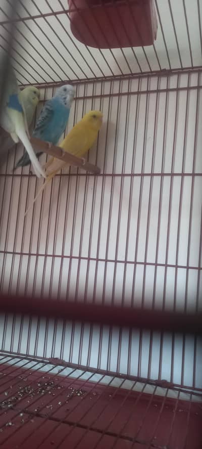 budgie and cage for sale
