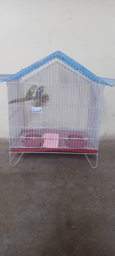 budgie and cage for sale