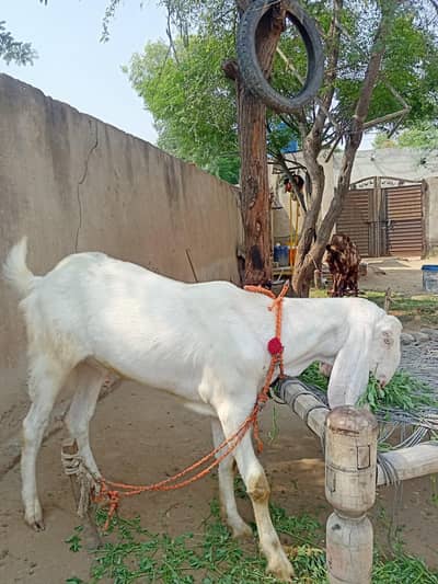 Rajanpori Bakra