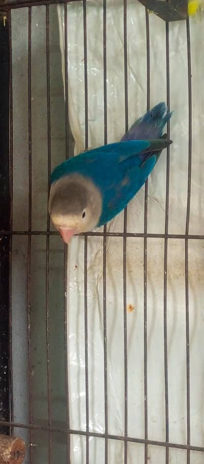 blue opaline