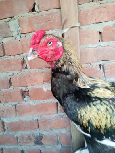 sindhi jawa