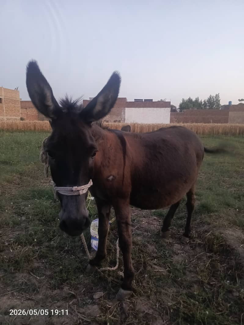 Donkey 0