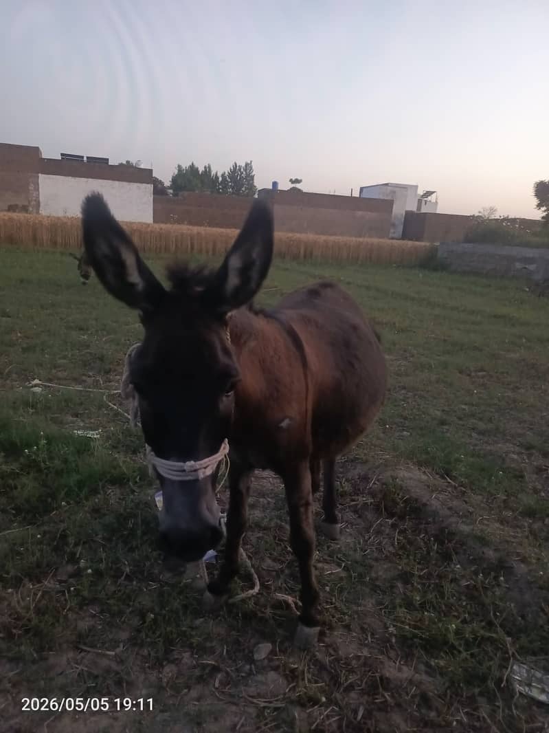 Donkey 1