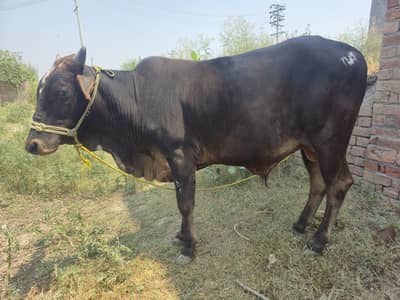 bachra cattle do daant