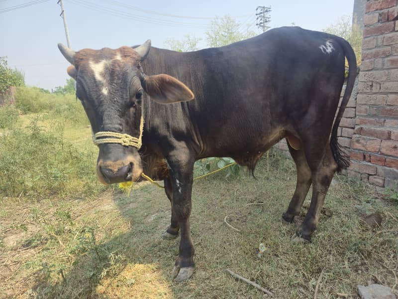 bachra cattle do daant 1