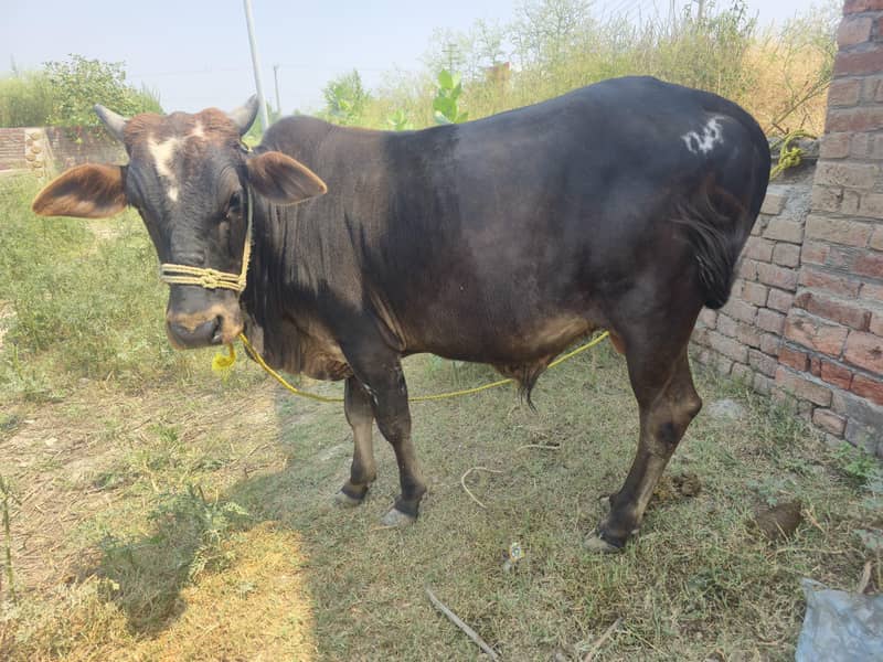 bachra cattle do daant 2