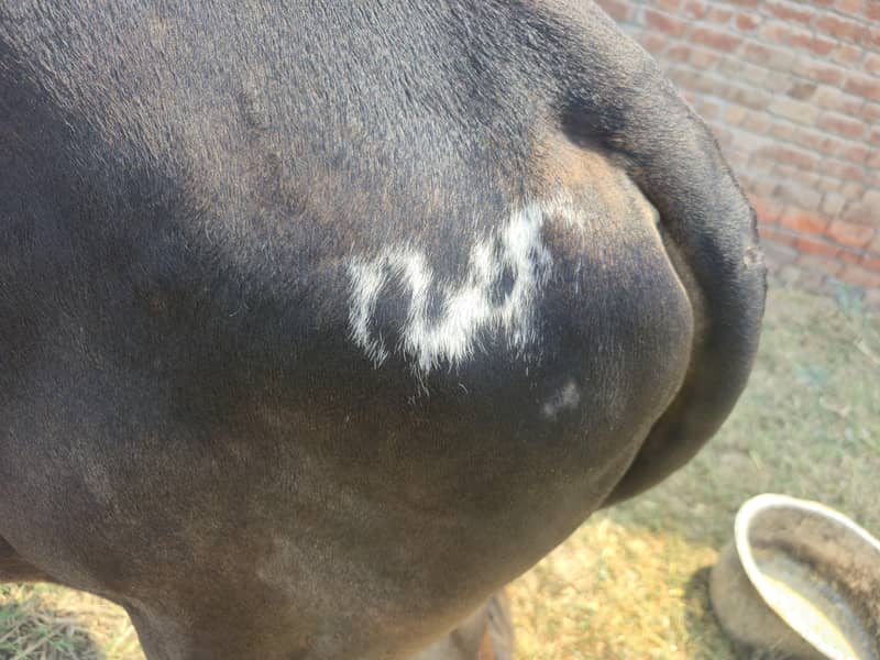 bachra cattle do daant 3