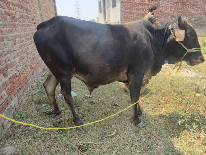 bachra cattle do daant 4