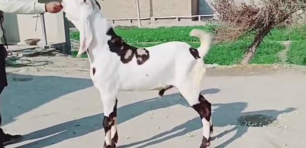 qurbani Kelly Sarah print Bakra for sale. 03207353028