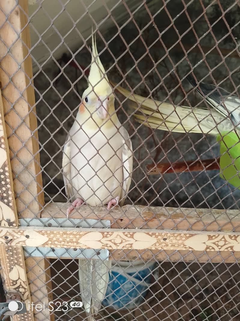 Breading pair 2