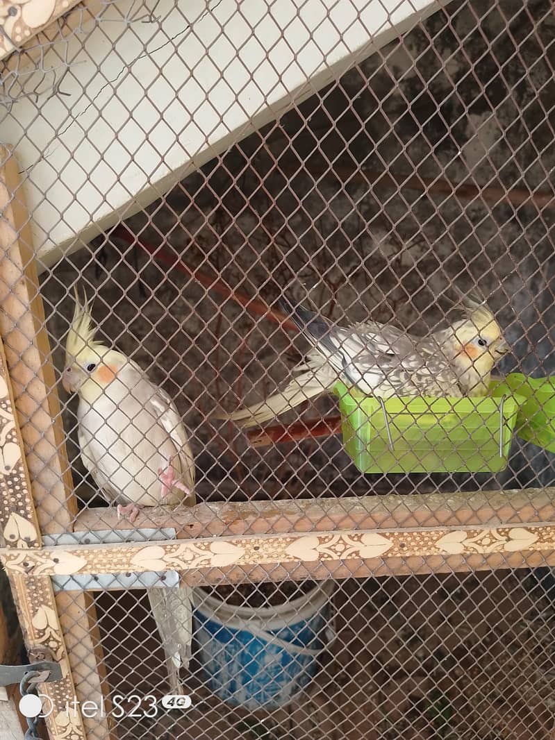 Breading pair 3