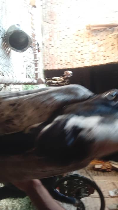 DESIi NIGER BAKRA FOR SALE