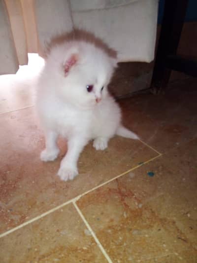 Persian cat kittens