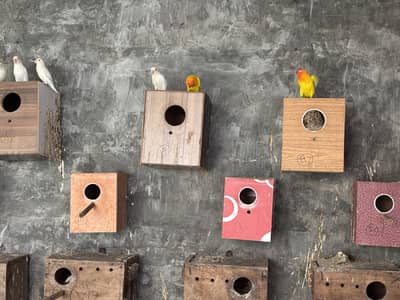 Adult Pairs and chicks for sale