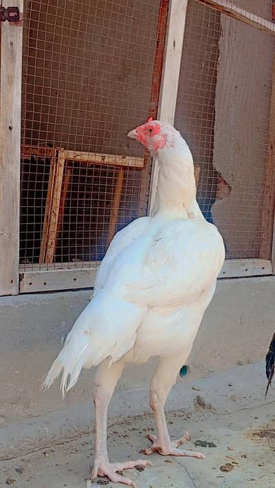Heera aseel hen
