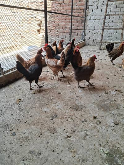 misri murgi andy dy rahi hai