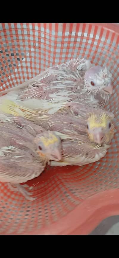 Cocktail Chicks