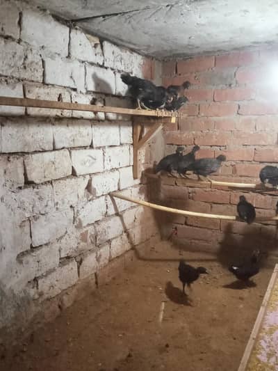 austrolop chiks