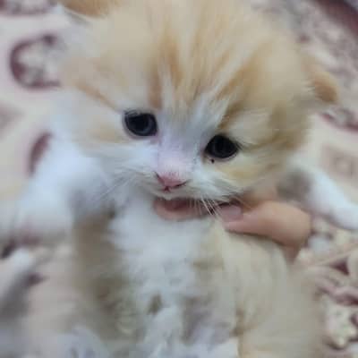 Persian Kitten