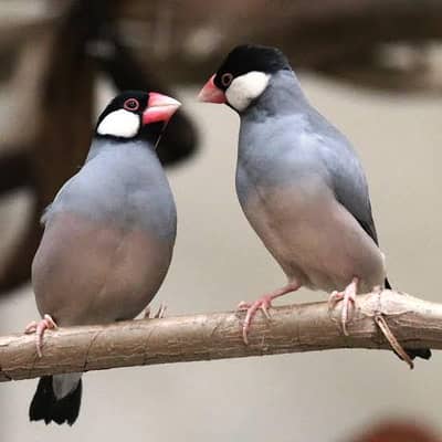 White,Silver,Grey JAWA Birds
