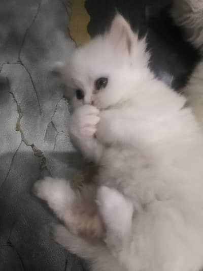 Pair for sale