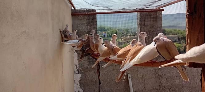 Breeder Doves available for sale