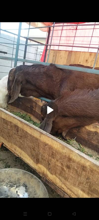 = qurbani goats= 2 dunday bakray for sale