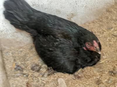 Aseel Black Broody (Crook) Hen