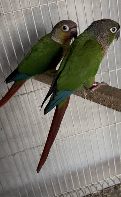 Green Conure Breeder Pair with DNA