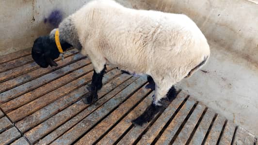 Sheep female