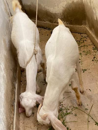 Gulabi/tarpa bakra bakri