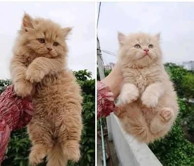 Persian kitten