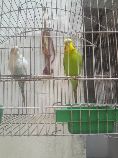 Budgies Pair for Sale;Male Kingsize