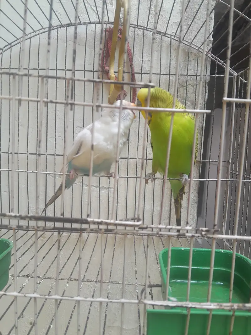 Budgies Pair for Sale;Male Kingsize — photo 2