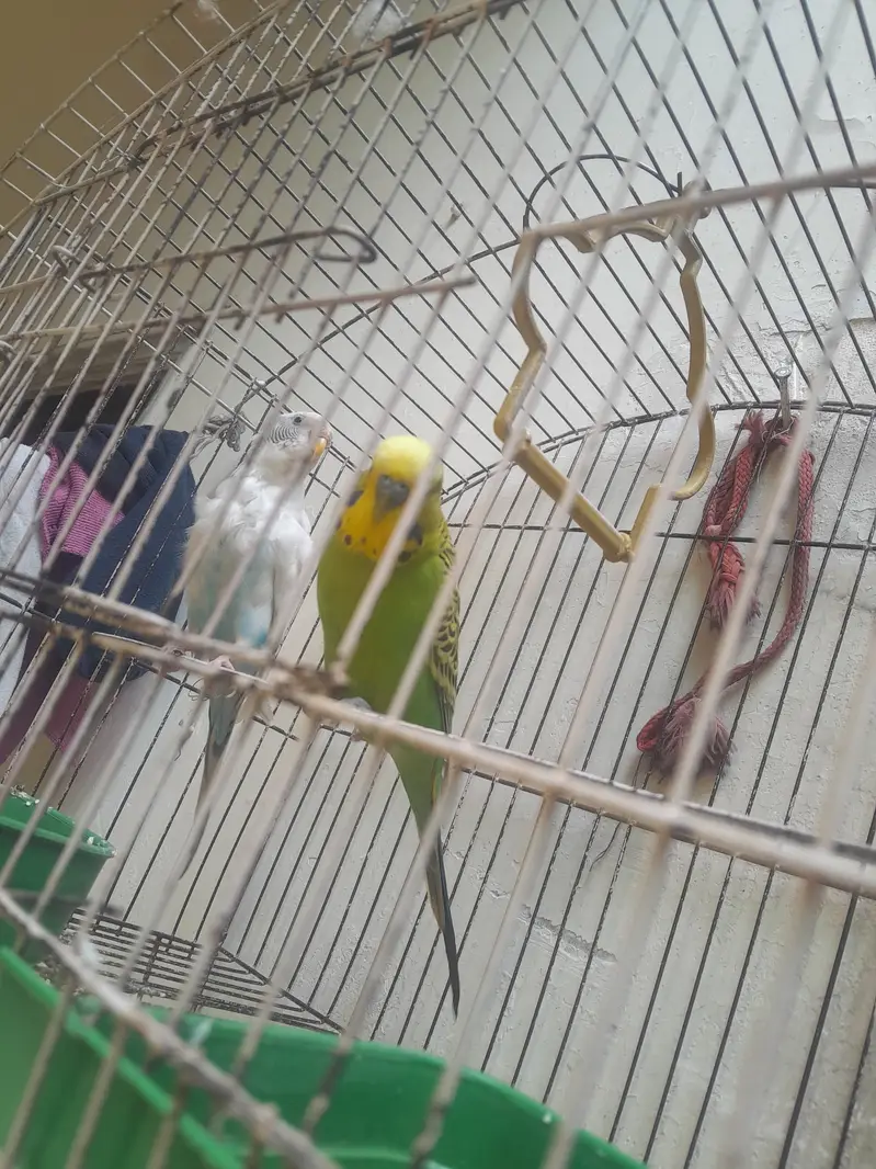 Budgies Pair for Sale;Male Kingsize — photo 3