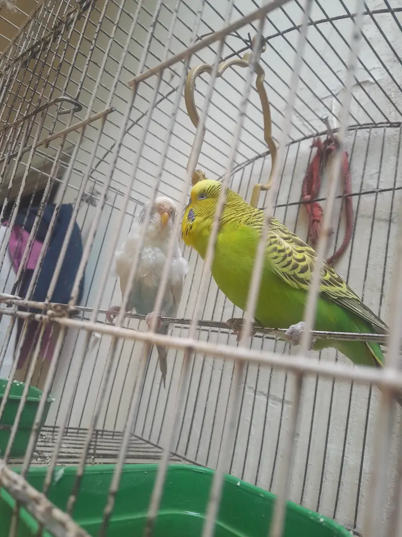 Budgies Pair for Sale;Male Kingsize — photo 4