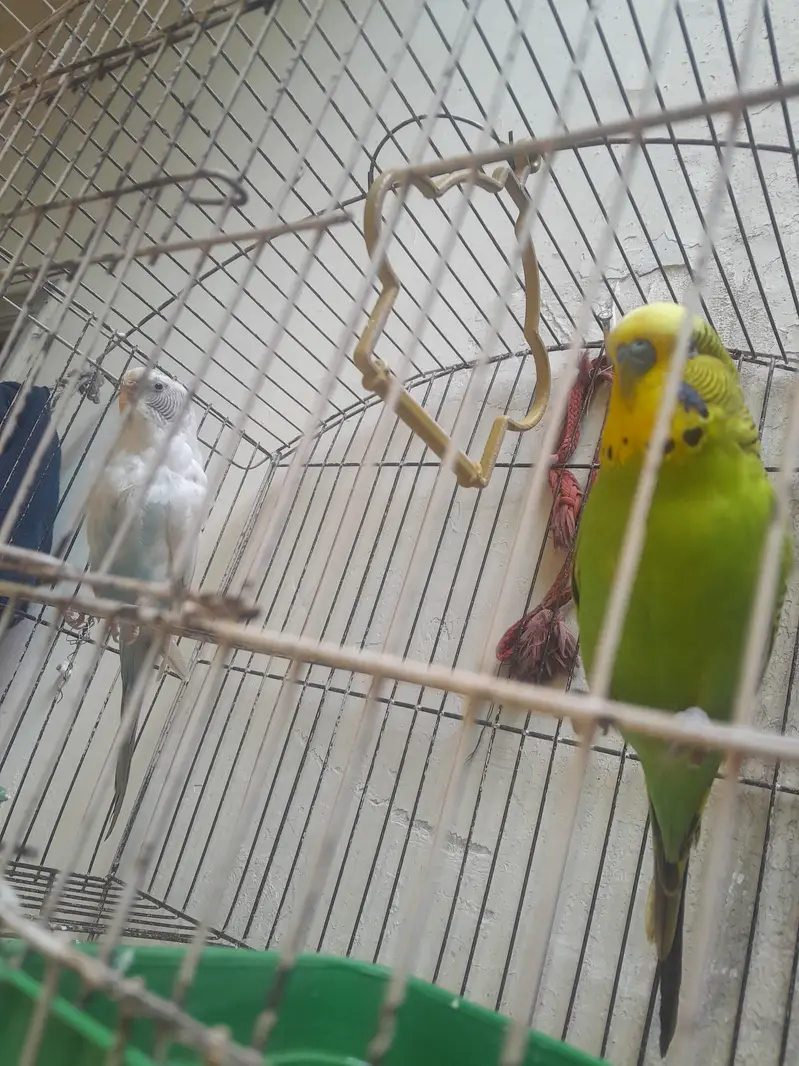 Budgies Pair for Sale;Male Kingsize — photo 5