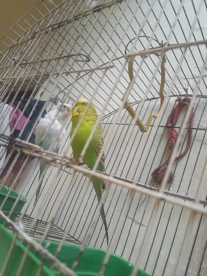 Budgies Pair for Sale;Male Kingsize — photo 6
