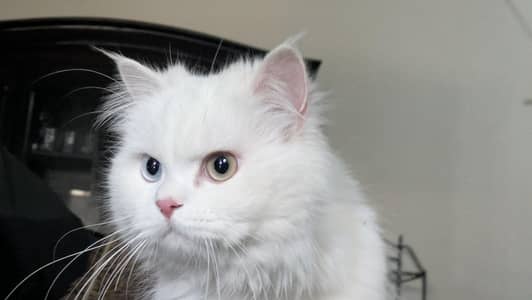 pure Persian cat