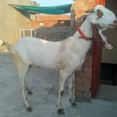 Bakra for sale