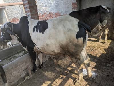Qurbani ka janwar (vara)