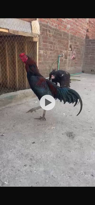 Crosi patha jis ko passand ayy rabta kr lyy
