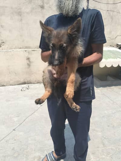 long coat female pup