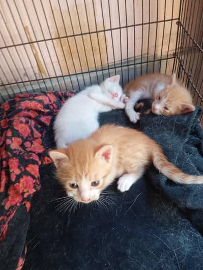 Beautiful cat for sale