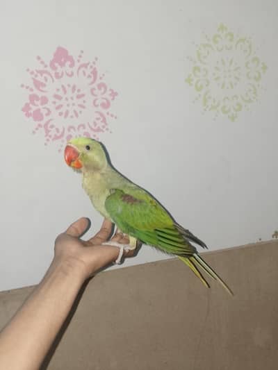 raw parrot male