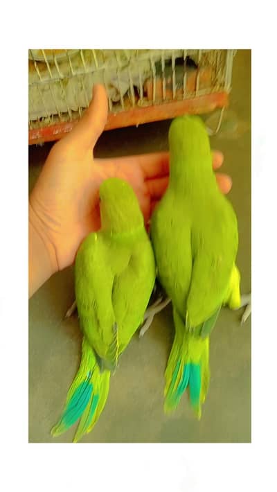 ring neak baby pair for sale hing quality bird