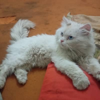 ranagyu