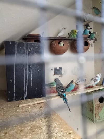 budgies different types of color